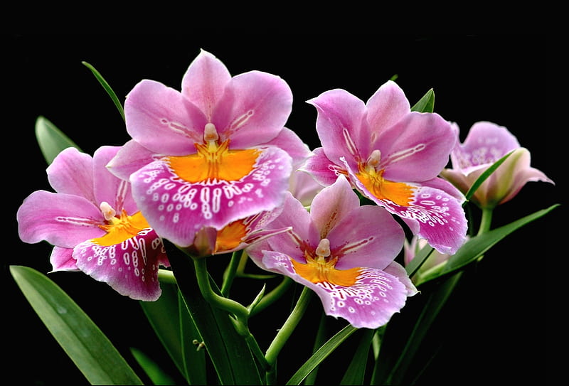 Orchids, flower, orange, pink, orchid, HD wallpaper