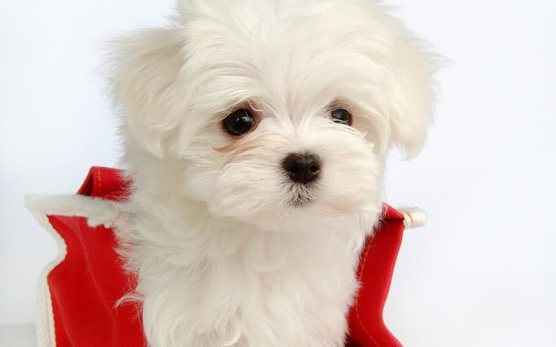 Lovely Little White Fluffy Puppy 32, HD wallpaper