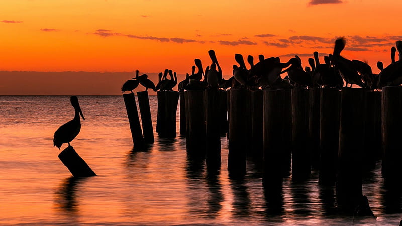 pelicans on wooden pylons at sunset, birds, sunset, pylons, sea, HD wallpaper