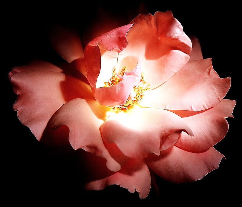 Rose in the light, rose, petals, open, pink, light, HD wallpaper