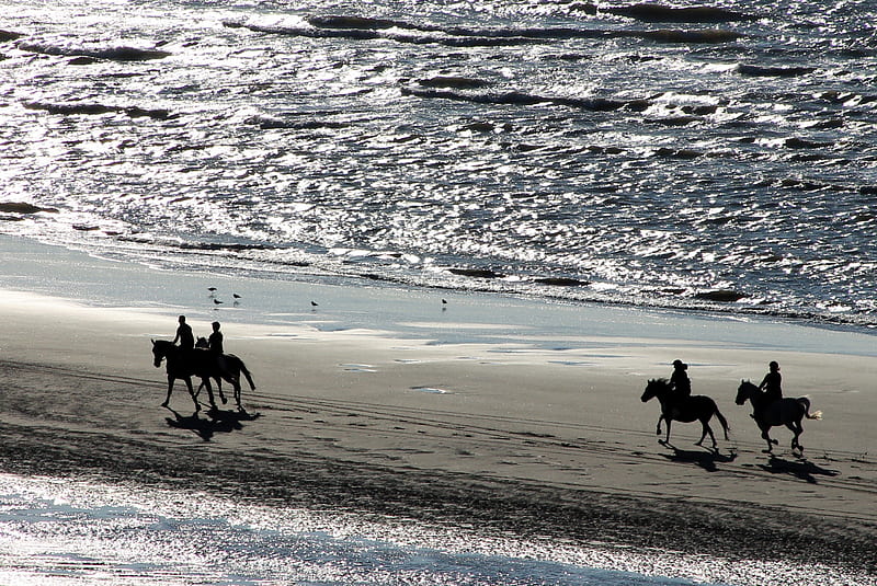 *Silver Black - Horseback Riding*, Horse, paard paarden, paardrijden, riding, horses, paard rijden, HD wallpaper