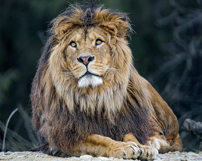 lion, predator, big cat, mane, fluffy, HD wallpaper