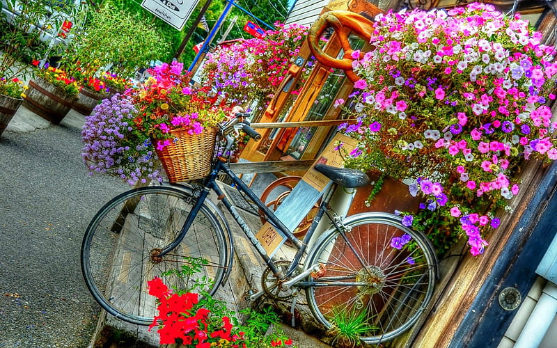 The Flower Street, pots, petunia, bicycle, flowers, blossoms, artwork, HD wallpaper