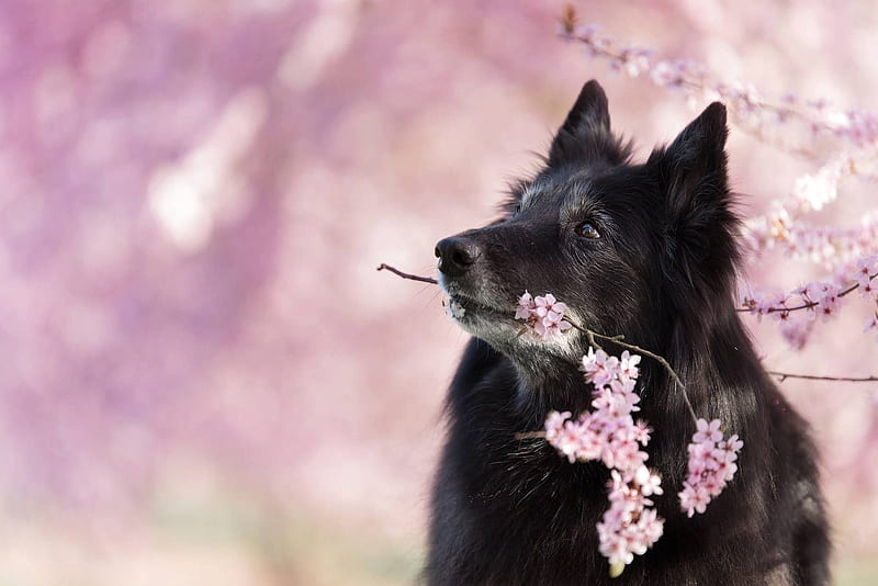 Belgian Shepherd, cute, blossom, flower, black, spring, pink, dog, HD wallpaper