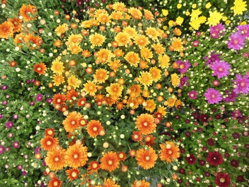 Chrysanthemums in the fall, fall, chrysanthemums, garden, flowers, HD wallpaper