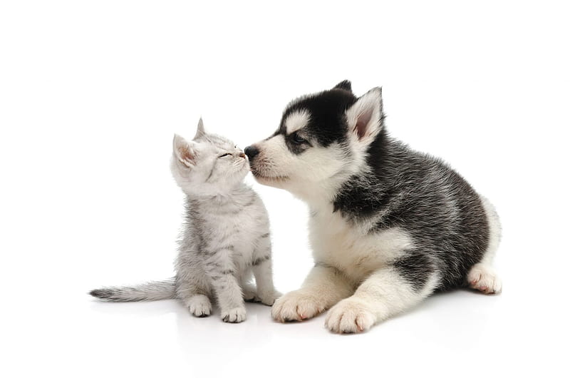 Kiss, dog, husky, puppy, caine, paw, cat, animal, pet, pisici, kitten, HD wallpaper