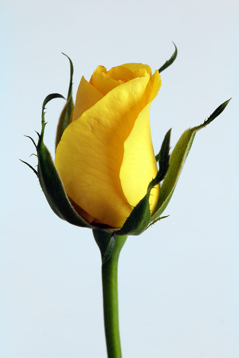Rosa amarilla, bonito, flor, colores, flores, flores naturales, Fondo de  pantalla de teléfono HD | Peakpx
