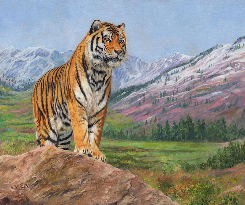 Queen of Siberia, look, tiger, panting, big cat, queen, animal, HD wallpaper