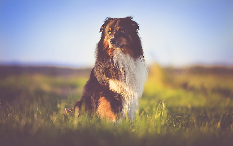 Australian Shepherd, evening, sunset, beautiful fluffy dog, pets, dogs, HD wallpaper