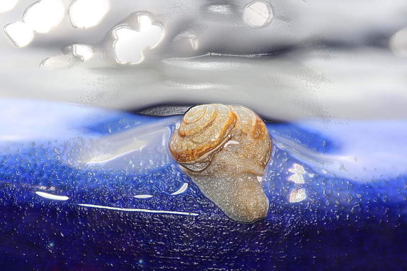 Snail on the edge, water, abstract, snail, blue, HD wallpaper