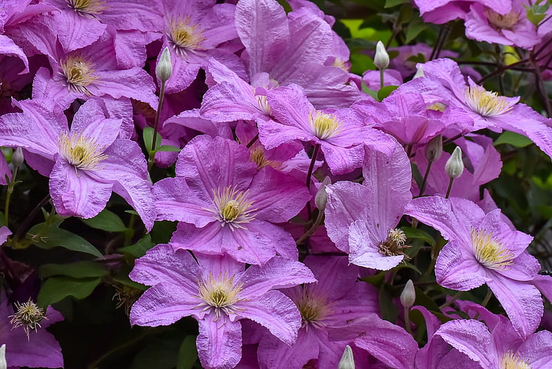 Clematis, summer, flower, purple, vara, HD wallpaper