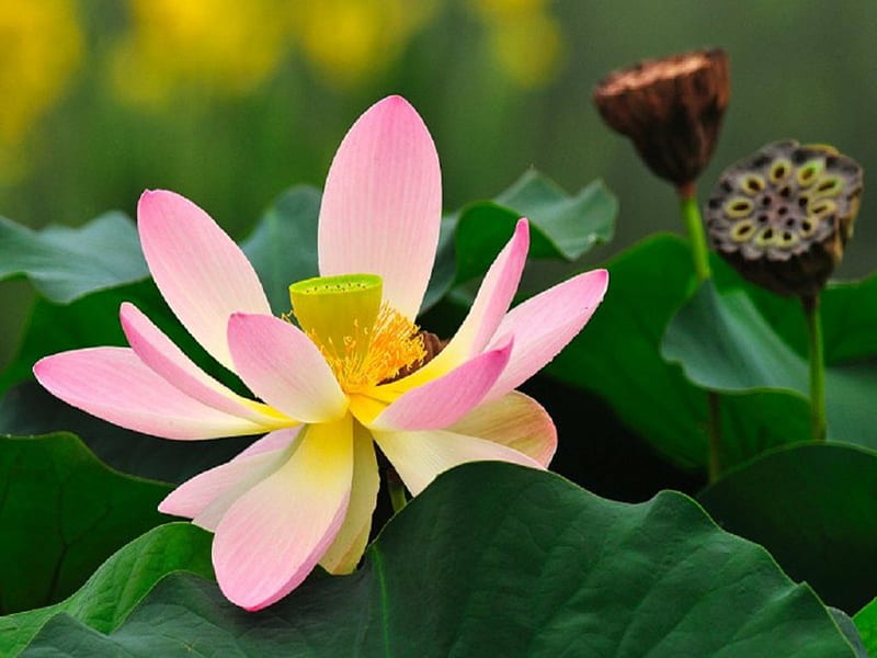 West India Lotus, yellow, pond, center, leaves, daylight, water, green, flower, lily, day, nature, petals, lotas, pink, HD wallpaper