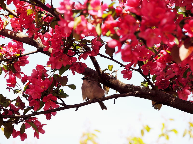 Spring Blossoms, Apple Blossoms, Blossoms, graphy, Tree, Sparrow, Spring, Nature, HD wallpaper