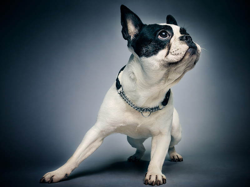 Boston Terrier, dogs, behance, HD wallpaper