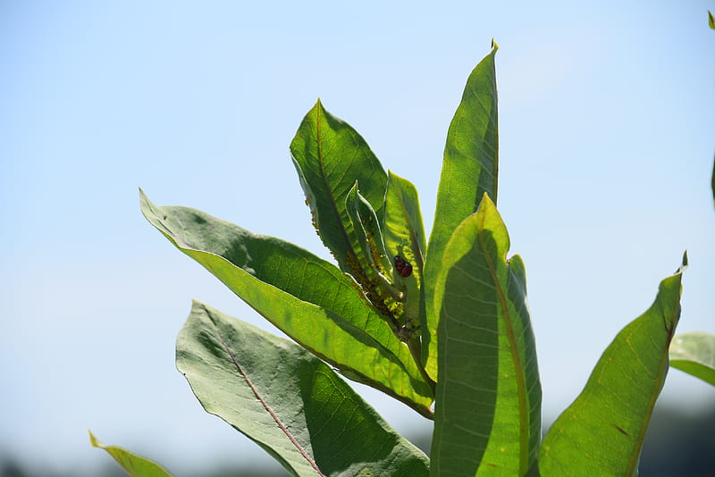 Green Leaf Under Blue Sky During Daytime Hd Wallpaper Peakpx