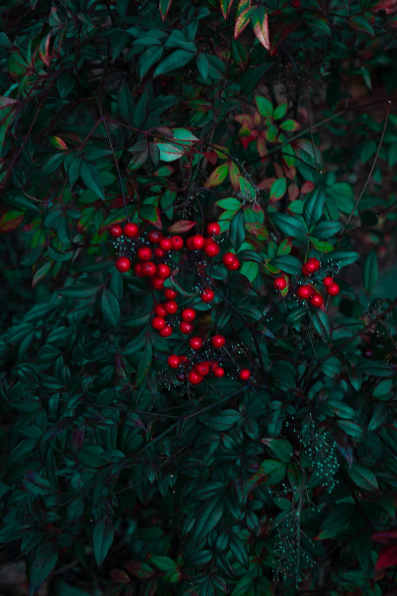 berry, red, leaves, branches, HD phone wallpaper