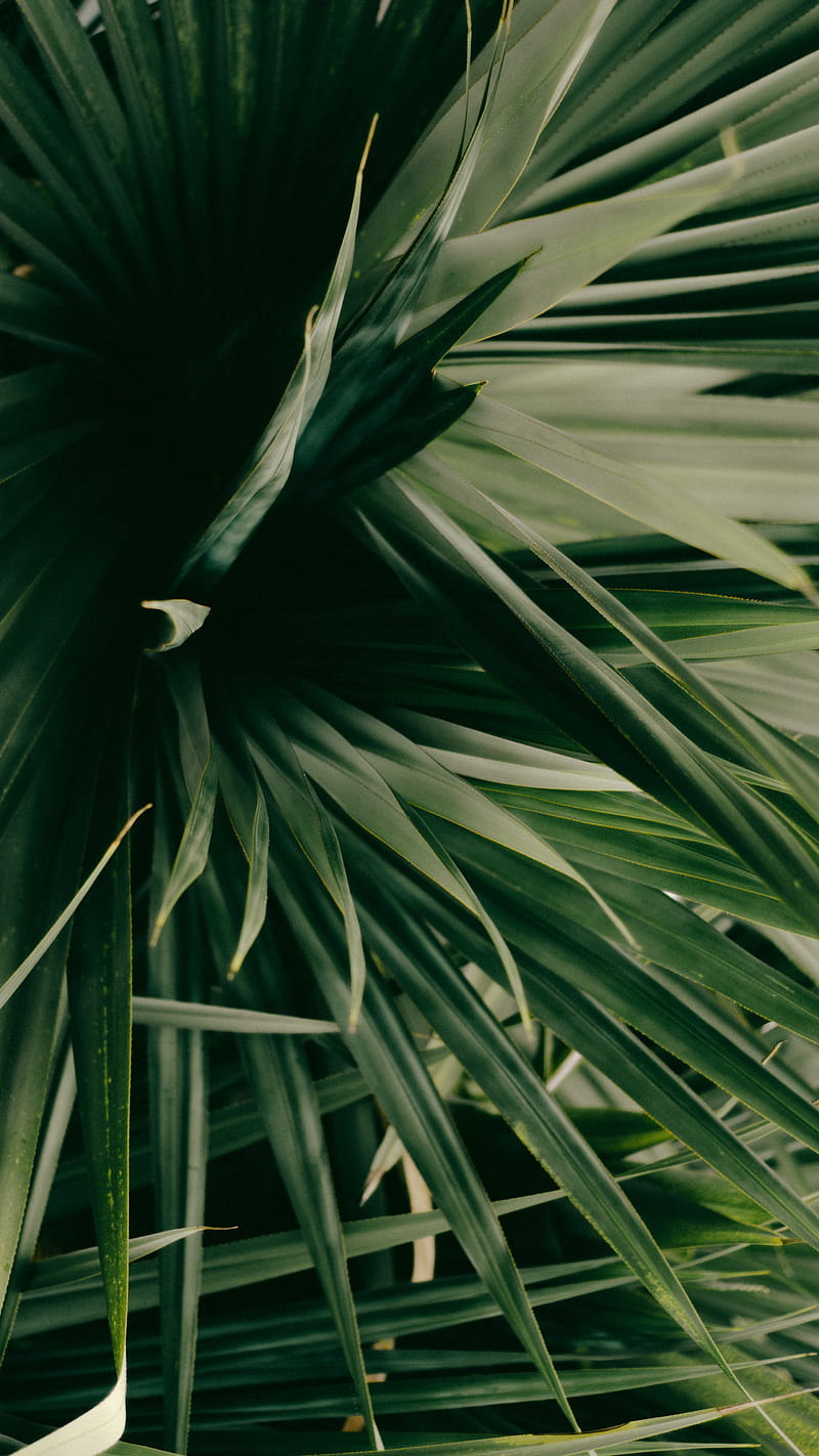 leaves, plant, green, shade, HD phone wallpaper