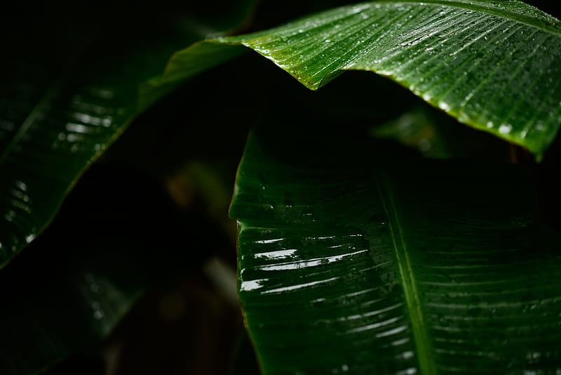 green banana-leaves, HD wallpaper