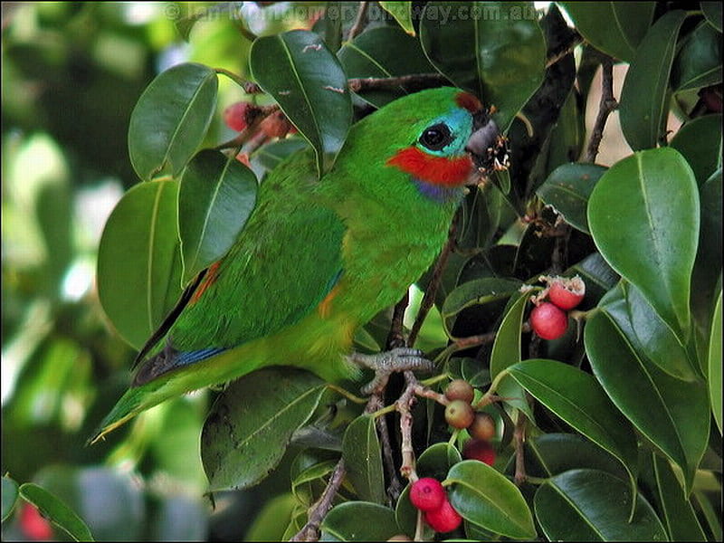 DOUBLE EYED FIG PARROT, pretty, red, gree, tree, HD wallpaper