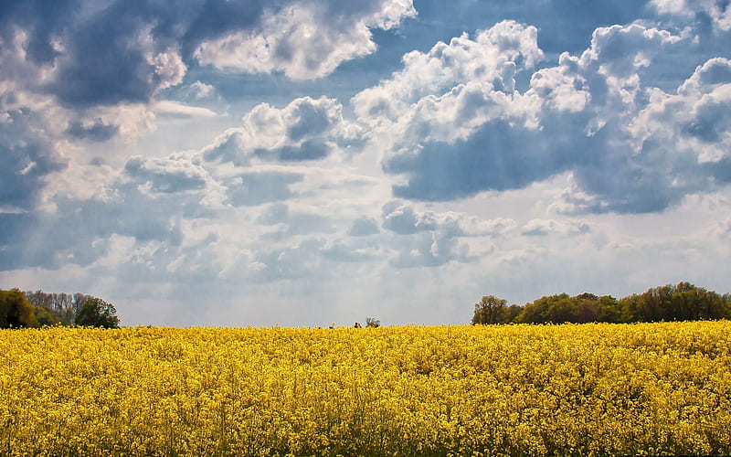 Field of Rapeseed, yellow, clouds, rapeseed, field, landscape, HD wallpaper