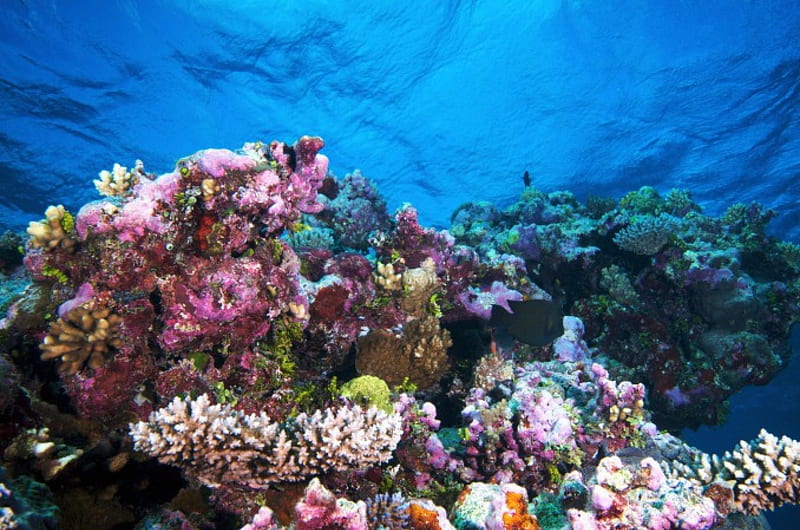 Polyps and Corals, corals, underwater, reef, warm, ocean, sea polyps, cold, water, salt water, animals, HD wallpaper