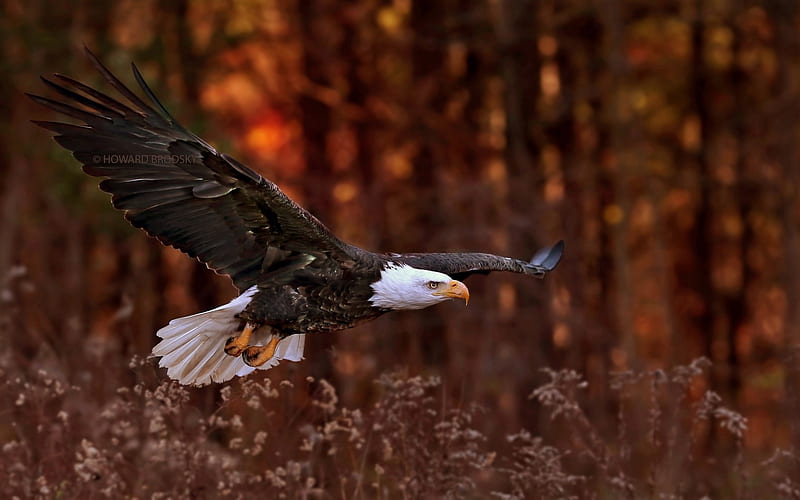 Eagle, forest, wings, autumn, pasare, toamna, tree, vultur, bird, flying, HD wallpaper