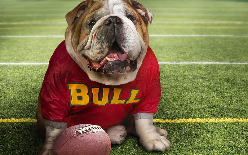 English Bulldog, american football, funny dog, cute animals, pets, English Bulldog Dogs, HD wallpaper