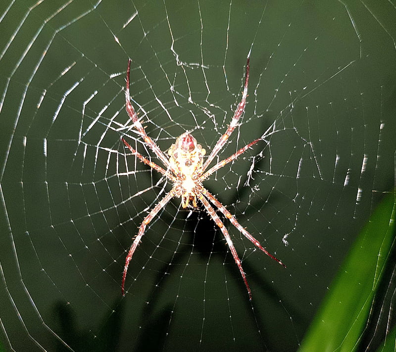 spider web, garden, nature, night, spider, HD wallpaper