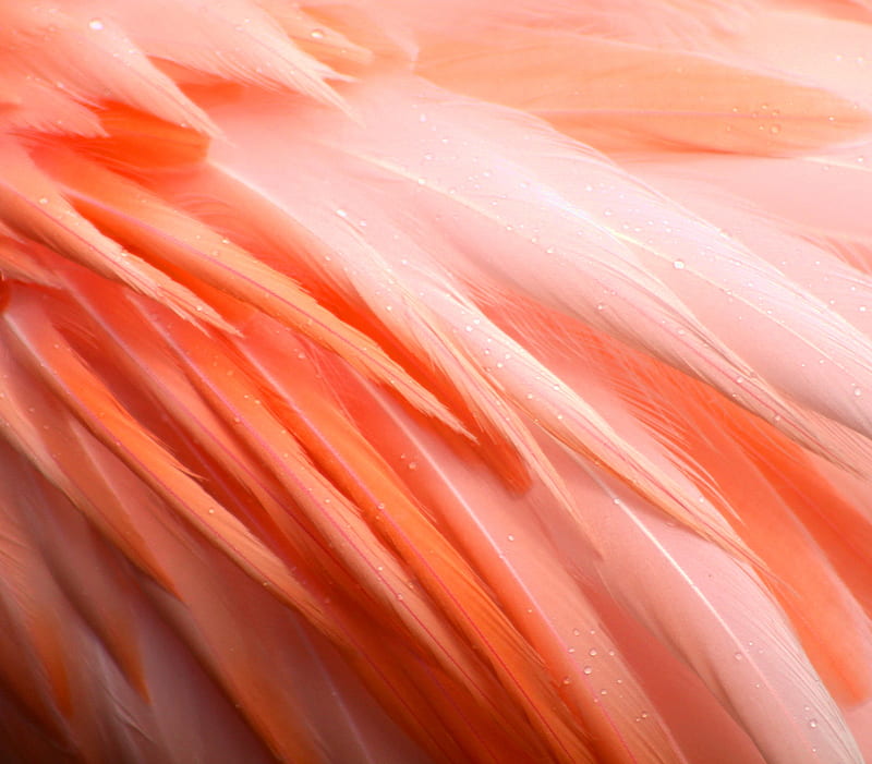 feathers, flamingo, bird, pink, drops, wet, HD wallpaper