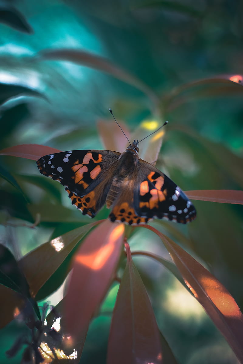 butterfly, wings, pattern, plant, HD phone wallpaper