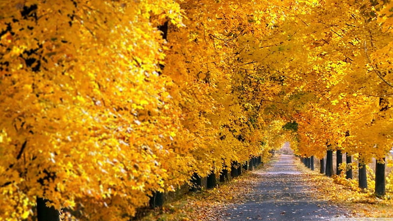 Fall tree pathway, forest, fall, autumn park, yellow tree, leaf, tree, leaves path, nature, way, road, scene, landscape, HD wallpaper