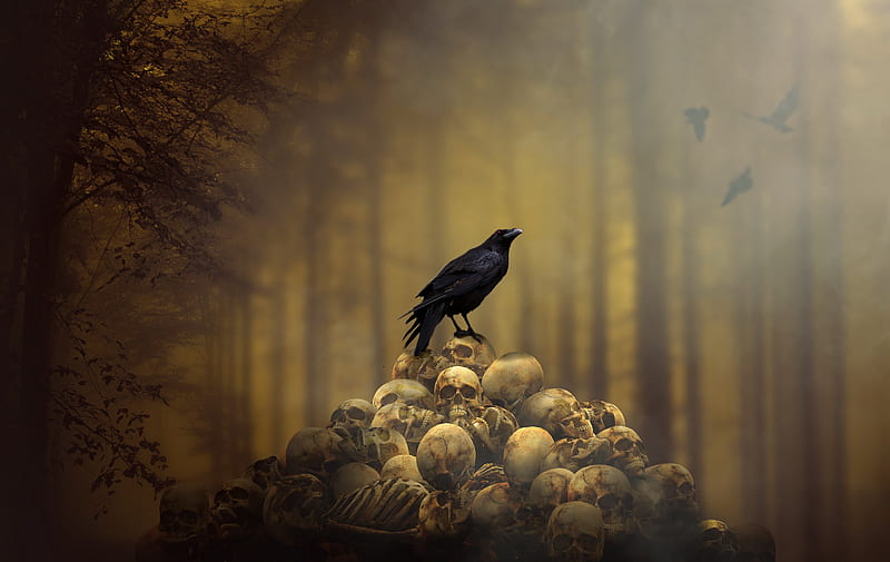 Raven Sitting On Skulls, raven, skull, graphy, HD wallpaper