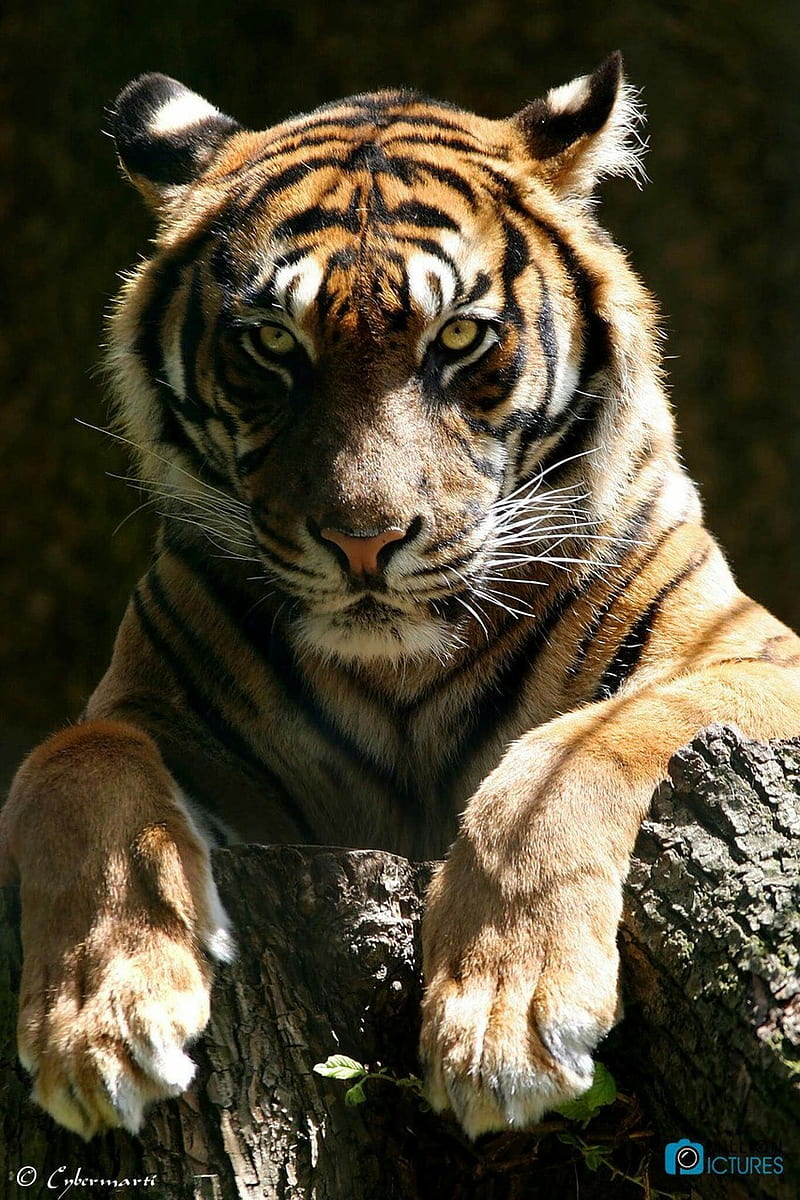 Bengal Tiger, big, cats, HD phone wallpaper