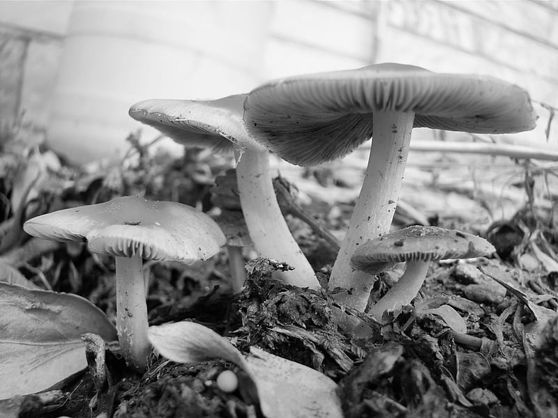 Mushrooms (Black and White), mushroom, nature, graphy, HD wallpaper