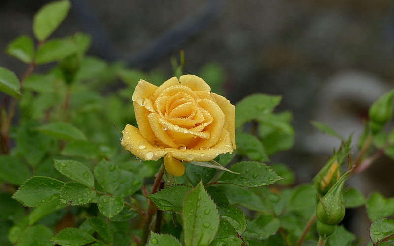 Rose after Rain, flower, yellow, rose, raindrops, HD wallpaper