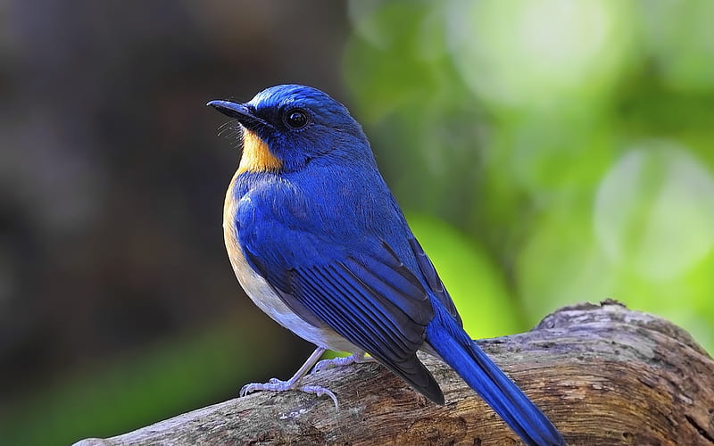 Blue swallow, pasari, spring, bird, blue, swallow, HD wallpaper