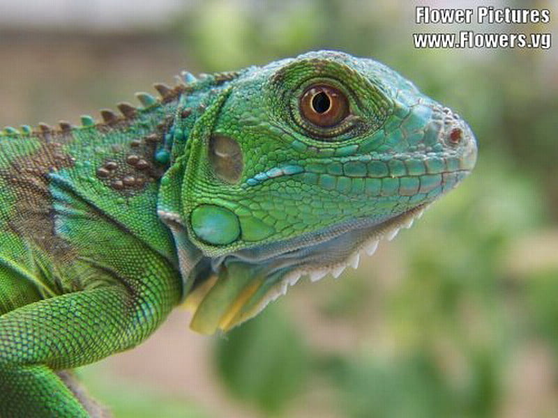 IGUANA, pretty, lizard, green, HD wallpaper
