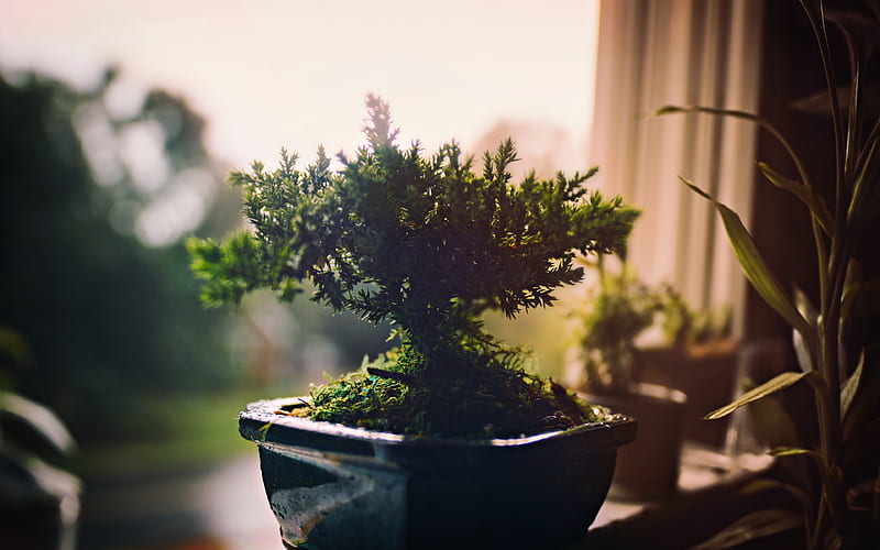bonsai, small tree, dwarf trees, tree in a pot, growing plants concepts, HD wallpaper