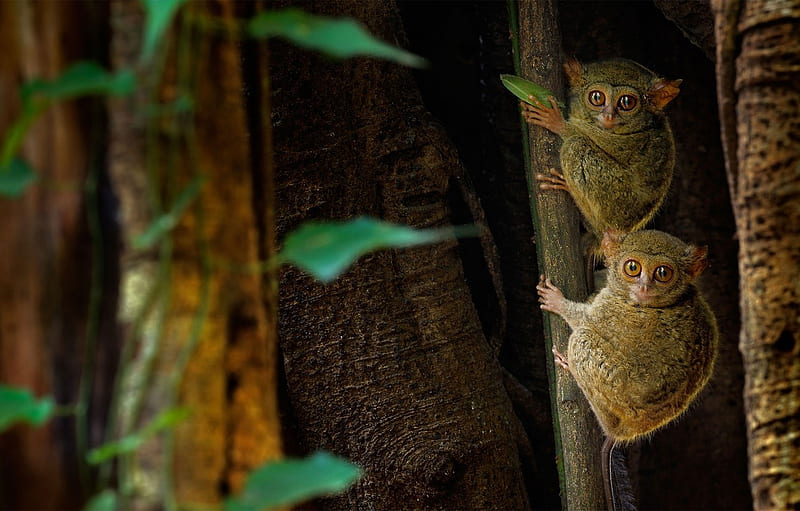 Indonesia, The Primacy Of, Eastern Tarsier, Beside The Tangkoko Nature Reserve, The Island Of Sulawesi, Tarsier The Ghost For , Section животные, HD wallpaper