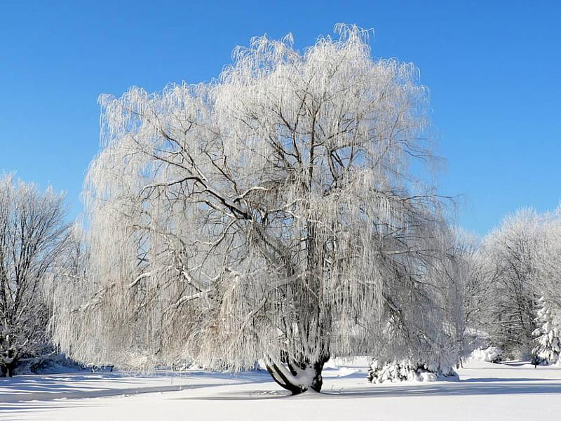 Frosted willow, nature, frosted, willow, trees, HD wallpaper | Peakpx