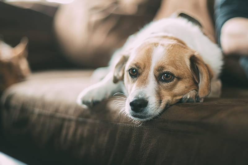 selective focused of brown dog lying on sofa, HD wallpaper