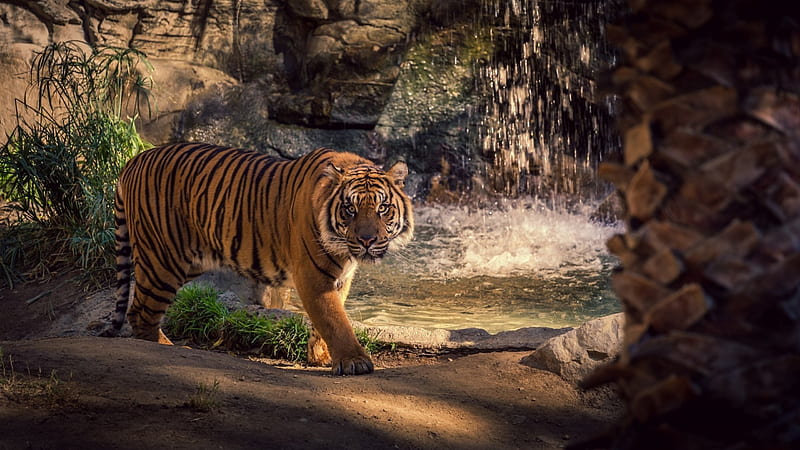 Intimidating Tiger, siberian tiger, scary tiger, hunting tiger, bengal tiger, HD wallpaper