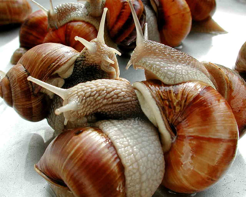 Escargot Before Cooking, raw, food, bugs, escargot, snails, HD wallpaper