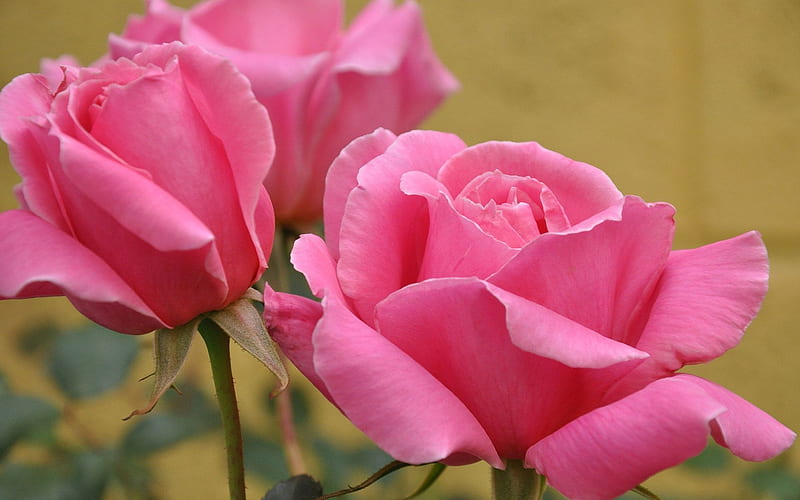 Pink Roses, flower, two, pink, rose, HD wallpaper | Peakpx