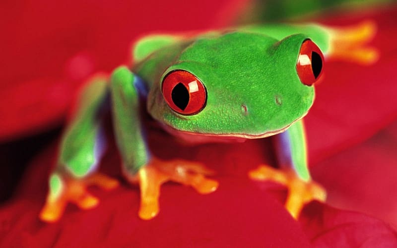 Frog, Amphibian, herpetology, animals, zoology, HD wallpaper