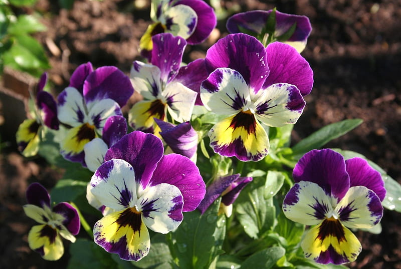 Pansies Pansies Nature Flower Flowers Hd Wallpaper Peakpx