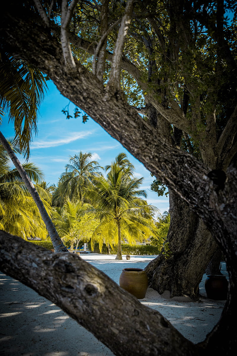 palm trees, tropics, trees, sand, beach, HD phone wallpaper