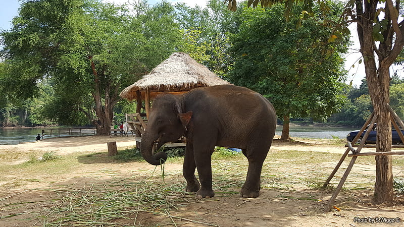 Elephants of Phuket, Thailand, Elephant, Phuket, Baby, Dirt, Trees, Thailand, shade, HD wallpaper