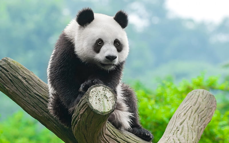 panda, cute bear, little panda, wildlife, panda on a tree, HD wallpaper