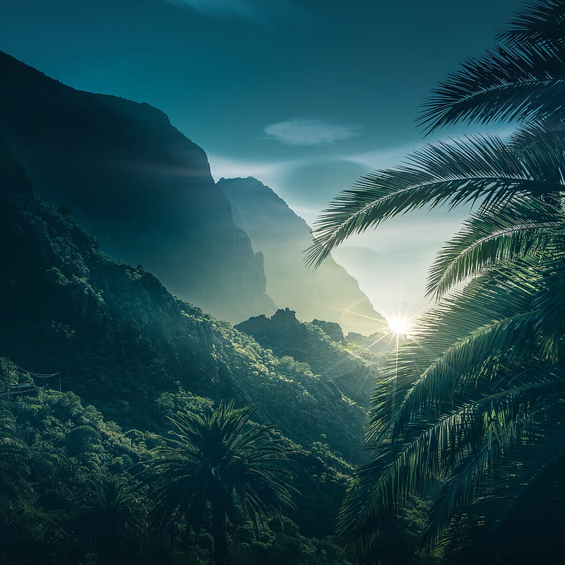 Palmy Mountain , nature, palma, sun, trees, HD phone wallpaper